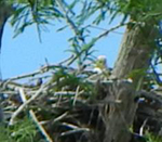 Eagle nest May, 2016