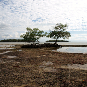 Red mangroves at low tide. Photo by Patrick Higgins.