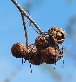 Cypress cones. Photo by Rose Flynn