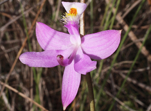 grass-pink-orchid