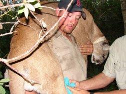 “Cougar” McBride with Florida Panther #79 after his capture on February 16, 2006.