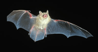 Eastern pipistrelle, Fakahatchee's smallest bat. Photo by Dr. J. Scott Altenbach