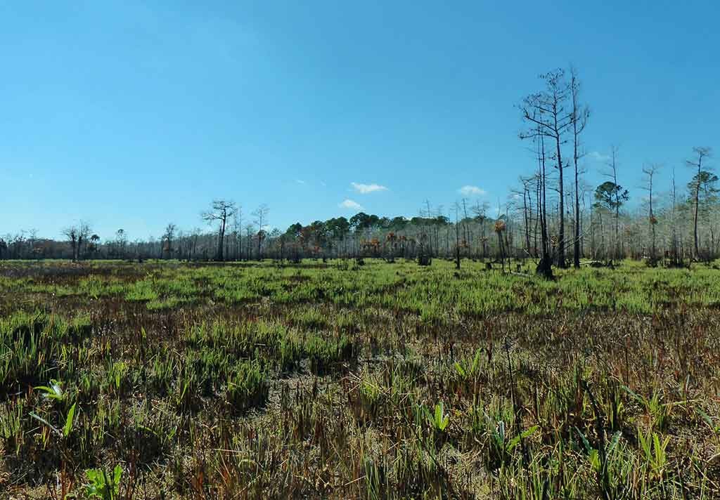 New growth abounds n Lee Cypress Prairie just two weeks after a prescribed burn. Photo by Patrick Higgins.