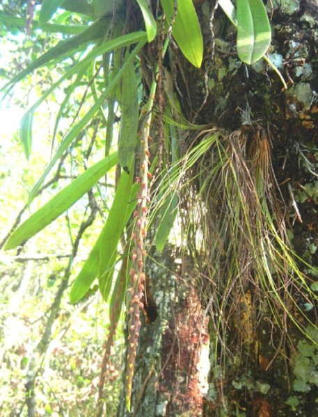 Bulbophyllum pachyrachis in situ, Zapata Swamp.