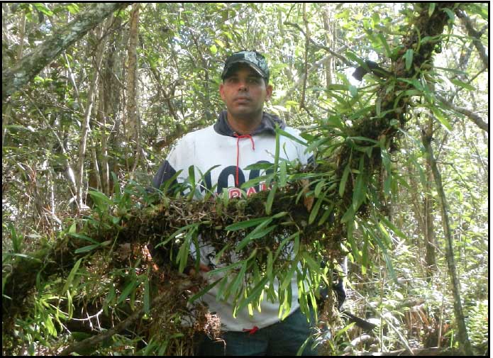 Guide with Bulbophyllum pachyrachis colony.