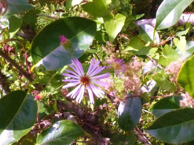 autumn-climbing-aster